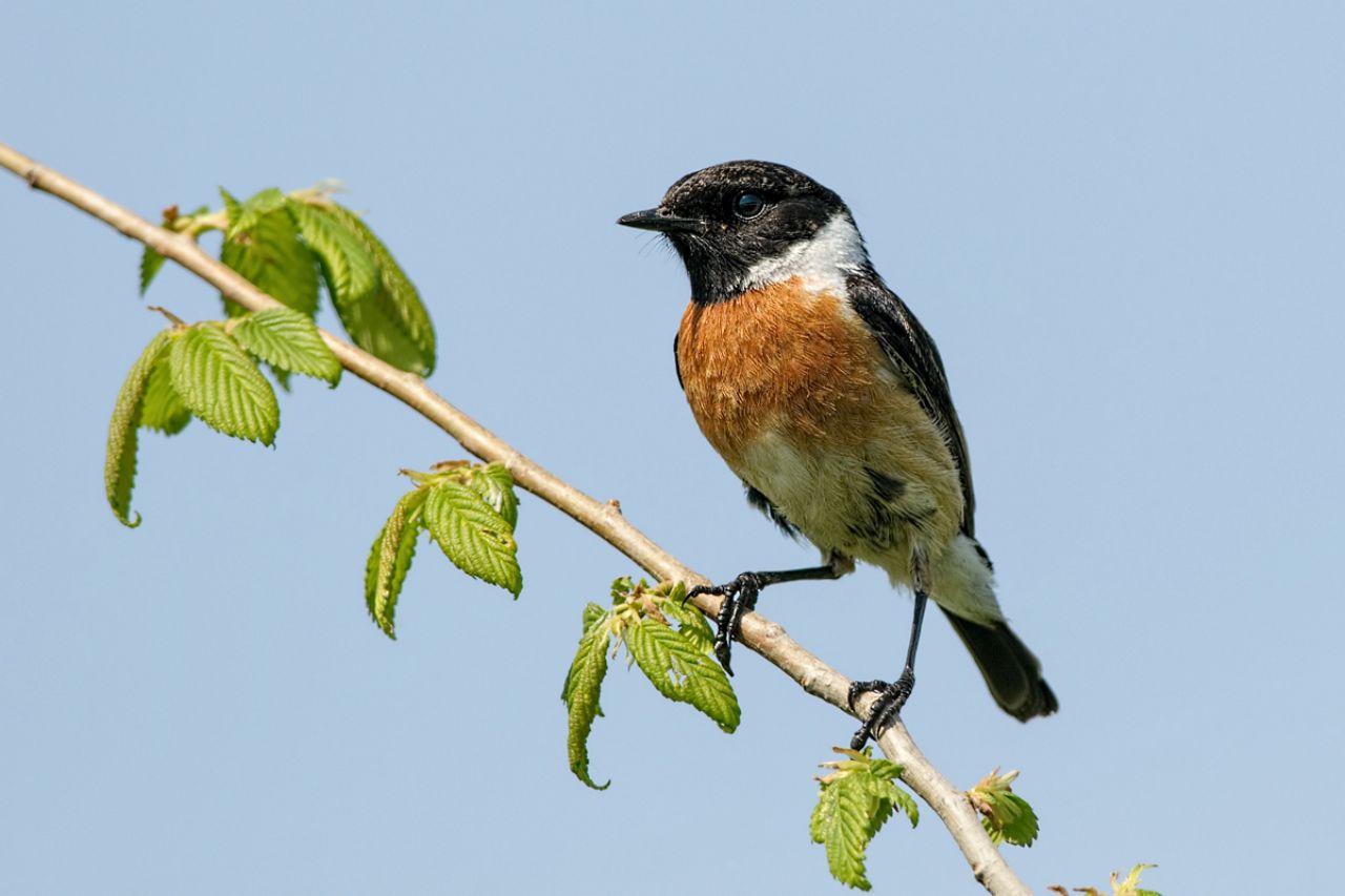 Saltimpalo (Saxixola torquata)